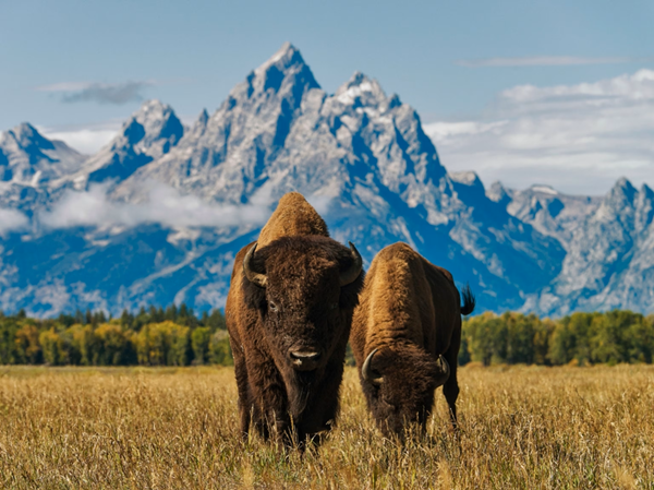  Teton Nationalpark-Tour
